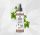 Borecet - Bonum Extract 100 ml