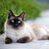 DogCatPlanet