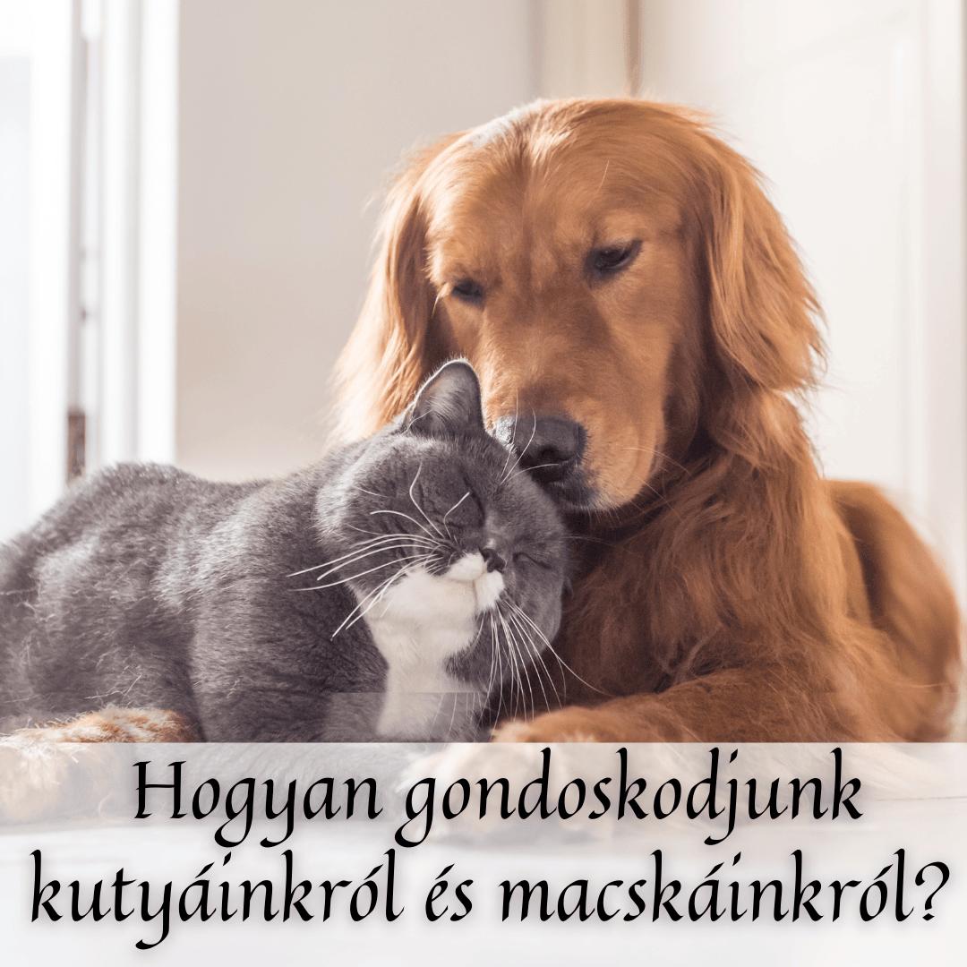 Hogyan gondoskodjunk kutyáinkról és macskáinkról? – Részletes útmutató a DogCatPlanet.hu termékeivel