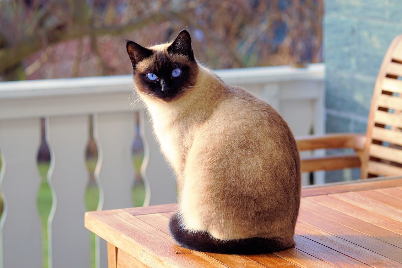 Bewi cat termékek